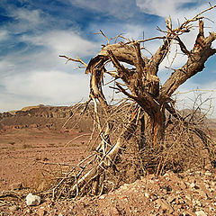 photo "The broken tree"