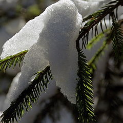 photo "Goose paws"