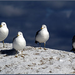 photo "Family"