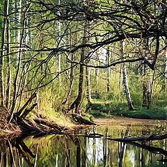 photo "Habitat of an old witch"