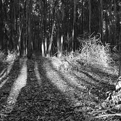 photo "Sombras del Bosque"