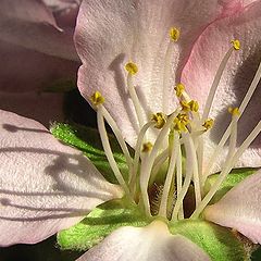 photo "A close-up of spring"