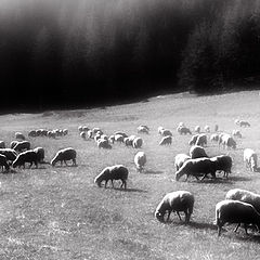 photo "pasture"