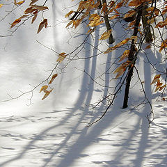 фото "Fall shadows"