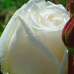photo "Rose..."