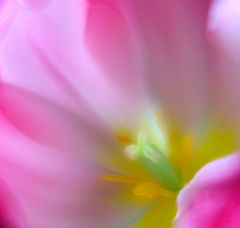 photo "Pink"