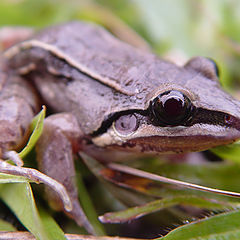 photo "Leptodactylus sp."