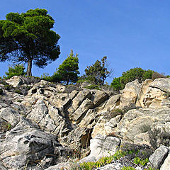 photo "Tree On The Rocks"