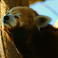 photo "Red Panda"