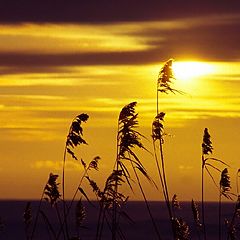 photo "The evening of winter"