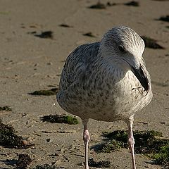 photo "Food with seagull"