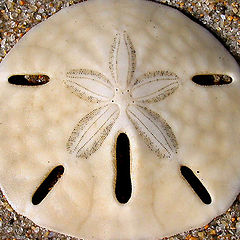 photo "Sand Dollar"