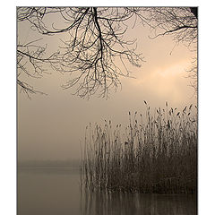 photo "the cane does not bend, the river does not rustle."