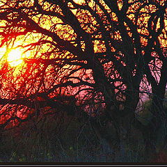 фото "Солнце,запутавшееся в ветвях"