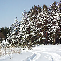 photo "January. Winter road."