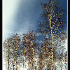 фото "White Birches"