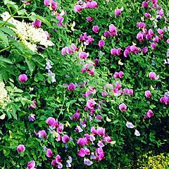 фото "Sweet Peas"