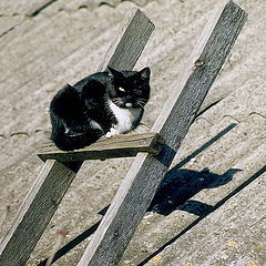 photo "The one-eyed watchcat"