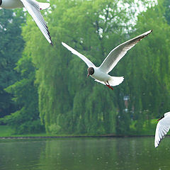 photo "3 birds"