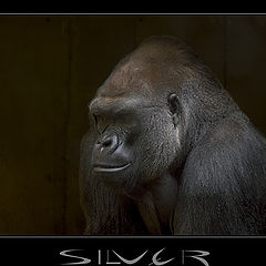 photo "Silver"