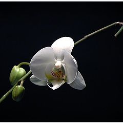 фото "orchid"