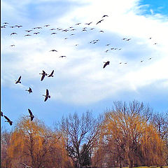 фото "In the park of Boise"