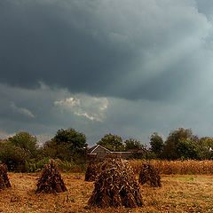 photo "Corn harvest"