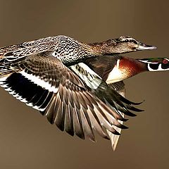 фото "Mallard/Wood Duck"