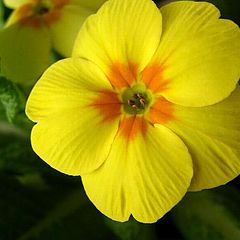 photo "Flower - The Primrose."