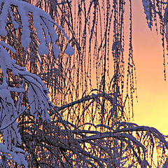 photo "Willow at Sunrise"