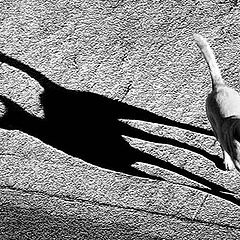 фото "The dog with a cat shadow"