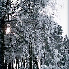 photo "Dark blue hoarfrost"