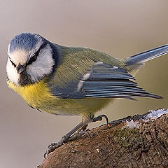 photo "Birdattitude"