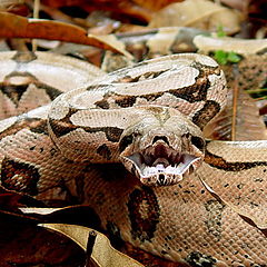 фото "Boa constrictor - SNAKE"