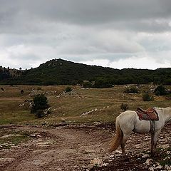 photo "Horse on Road"