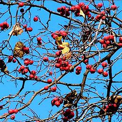 фото "Red berries 2"