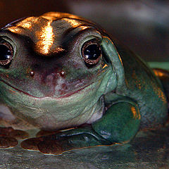 photo "Presently, jv... (Tree frog australian)"