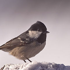 фото "Parus ater"