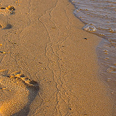 photo "the Trail"