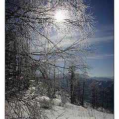 photo "Winter sun"