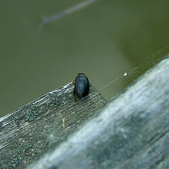 фото "Beetle"