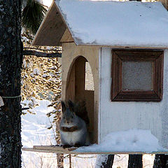 photo "Timber landlady."