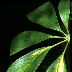 фото ".green.mystery"