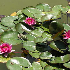 photo "Tsarevna-frog"