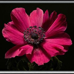 фото "cherise anemone"