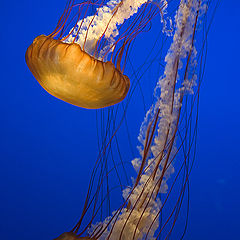 photo "Medusas II"