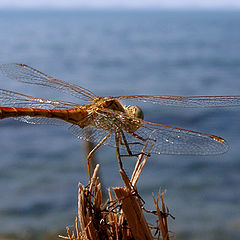 photo "Dragonfly"