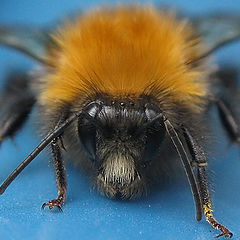 photo "~Bumblebee~"