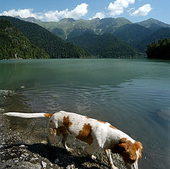фото "Собака, бредущая по берегу озера"