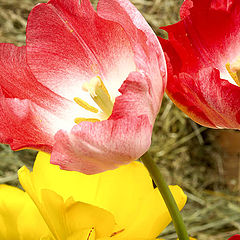 фото "tulip"